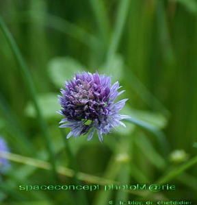 Ciboulette-copie-1.jpg