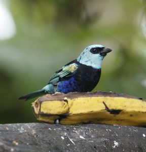 Blue-necked Tanager