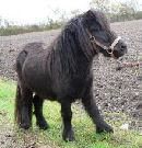 poney-noir.jpg