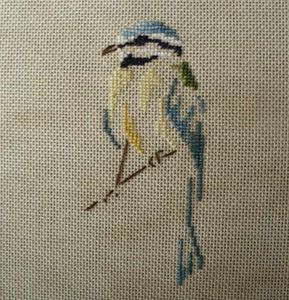 mésange bleue MTSA
