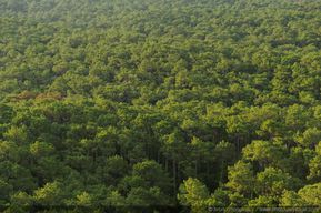Pins des Landes -04