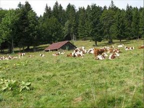 Paturages-Haut-Doubs-region-des-Hopitaux-Nefs-Blogde-Phi.jpg