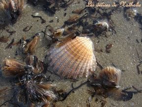 mer 3