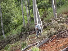3 arbres à abattre