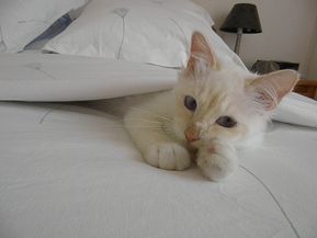 Filou 7 mois bis (2)