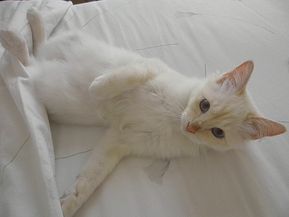 Filou 7 mois bis