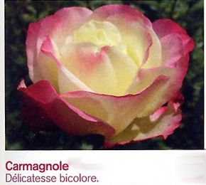 carmagnole