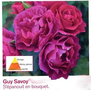 savjpg