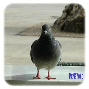 062.p.jpg