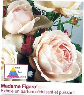 fig
