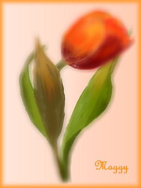 tulipe 4