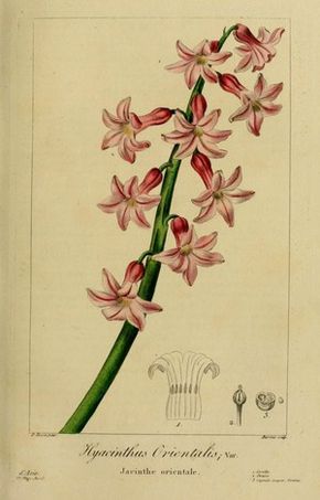 50057 jacinthe orientale - hyacinthus orientalis