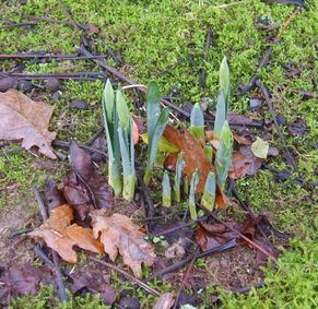 jonquilles.