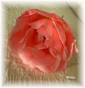 DSCN5276