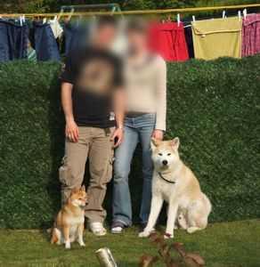 shiba-akita-taille-poids.jpg