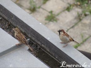 Photo Oiseaux, moineau mâle et femelle - 14.06.11