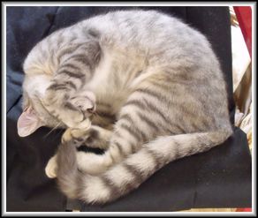 chat-2.jpg