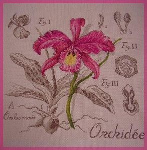 orchid-e.jpg