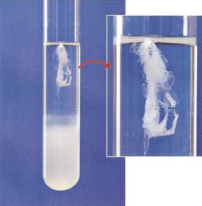 extraction-ADN1.jpg