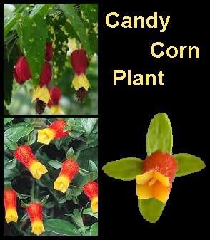 Candy Corn Plant