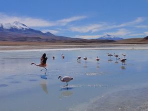 Uyuni 2ème j (71)