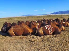 Desert de Gobi (94)