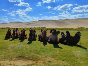 Desert de Gobi (215)