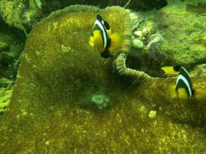 Koh Lipe - Snorkeling (16)