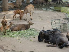 Oh Chi Minh - Jardin Botanique (16)