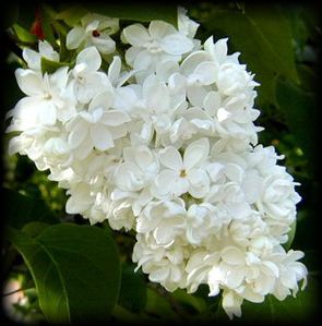lilas1.jpg