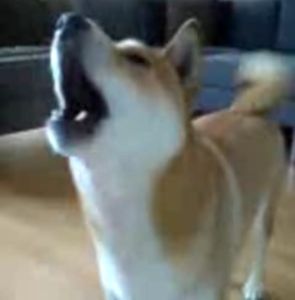 shiba-inu-qui-chante