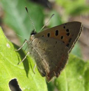 papillon Le Bronzé ou Cuivré commun (10)
