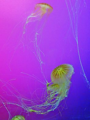 Chicago-Shedd-Aquarium-meduses-3b.jpg