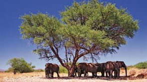 Elephants-en-Namibie.jpg