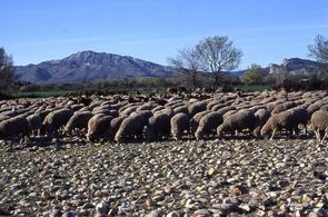 Coussouls-Crau-ovins-dans-la-steppe.jpg