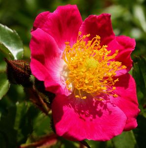 Rosa-rubiginosa-Sexey-4-6-11-003--1-.jpg