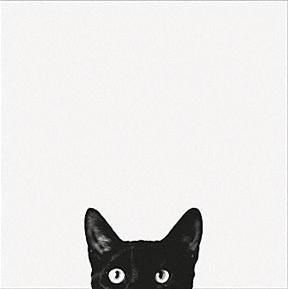 gato curioso[1]