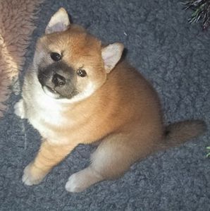 bebe-shiba-inu1