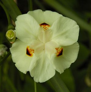 iris Dietes-bicolor