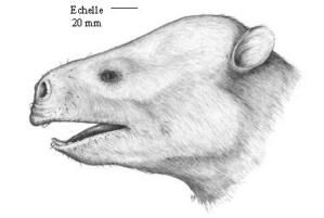 Elefantes Prehistóricos Phosphat1-1