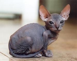 sphinx.jpg