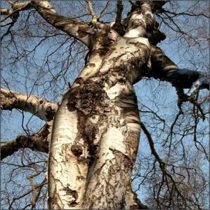 arbre-femme
