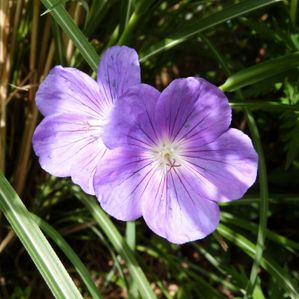 geranium orion