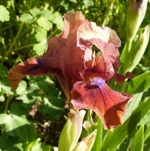 iris de rocaille tantara - avril 2014 - la fleur