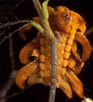monkey-slug-caterpillar.jpg