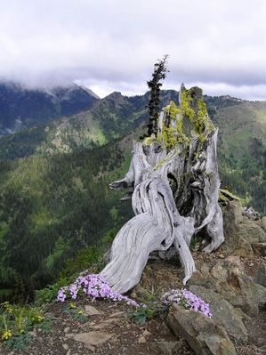 arbre-mort-Rz_29.jpg