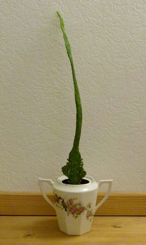 1929-cactus.jpg