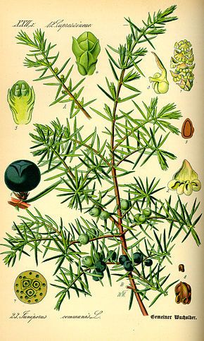Illustration Juniperus communis0