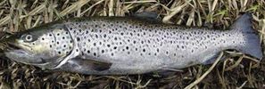 Truite de mer 02