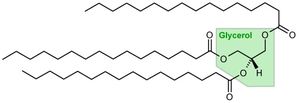 triglycerides.jpg